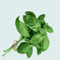 Basil