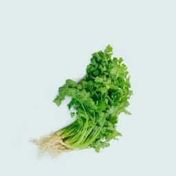 Coriander(Dhania)