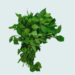 Giant Night Shade (Managu)