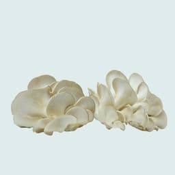 Fresh Oyster Mushrooms 250g