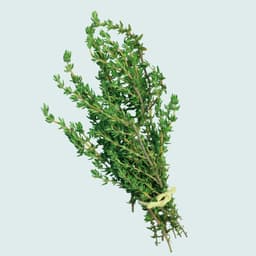 Thyme